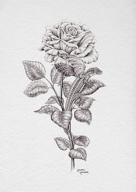Dragonet de Sant Jordi