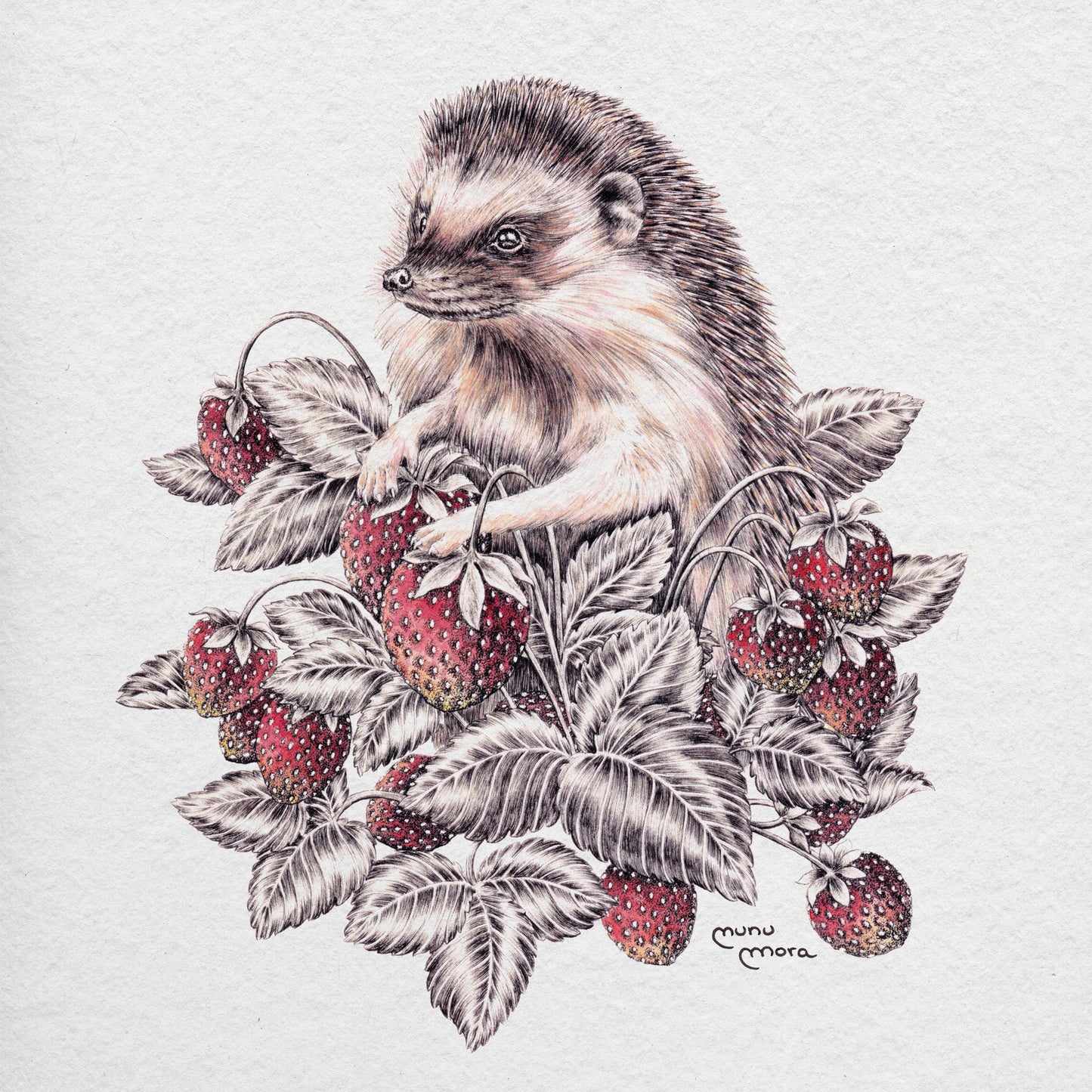 Hedgehog and strawberries