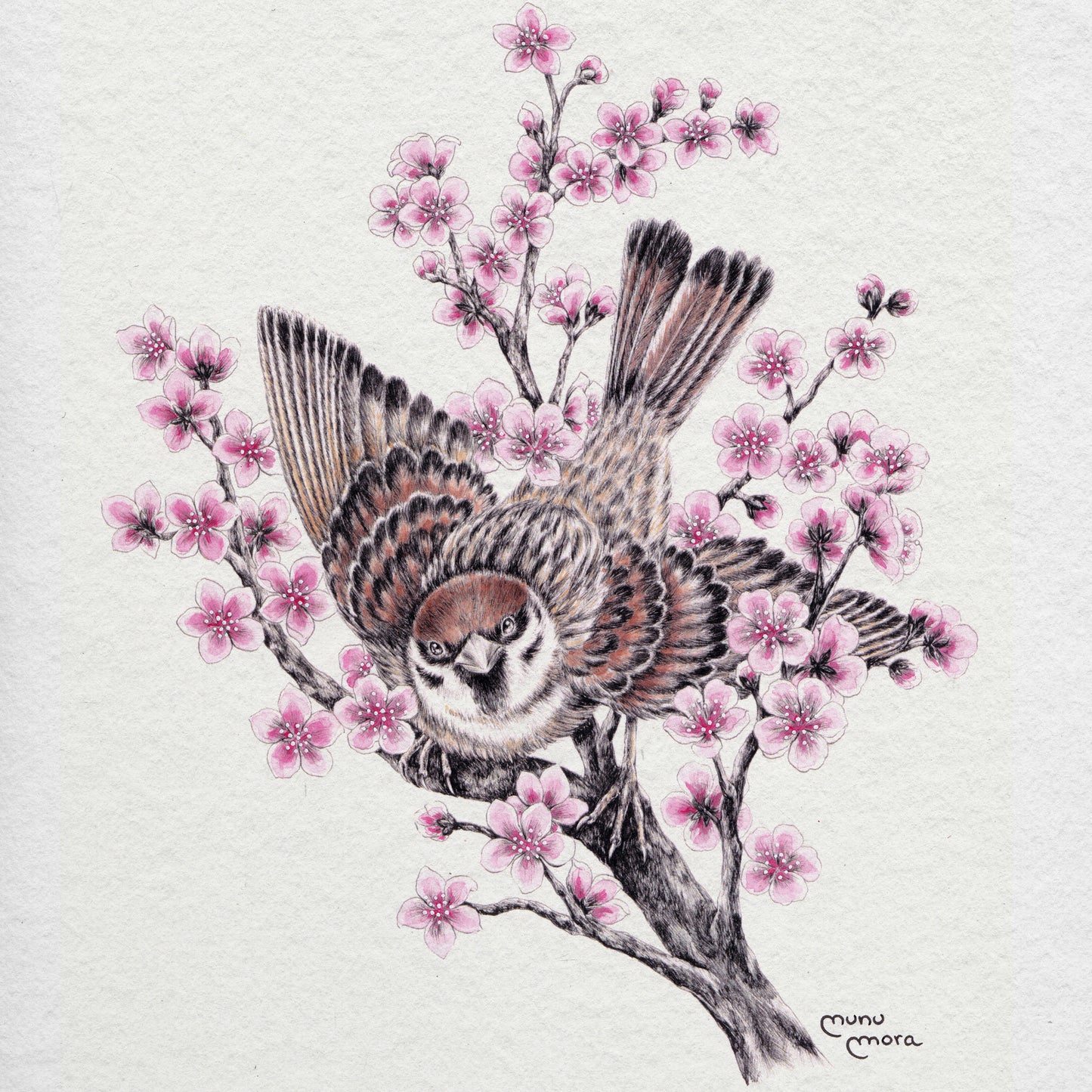 Sparrow and sakura