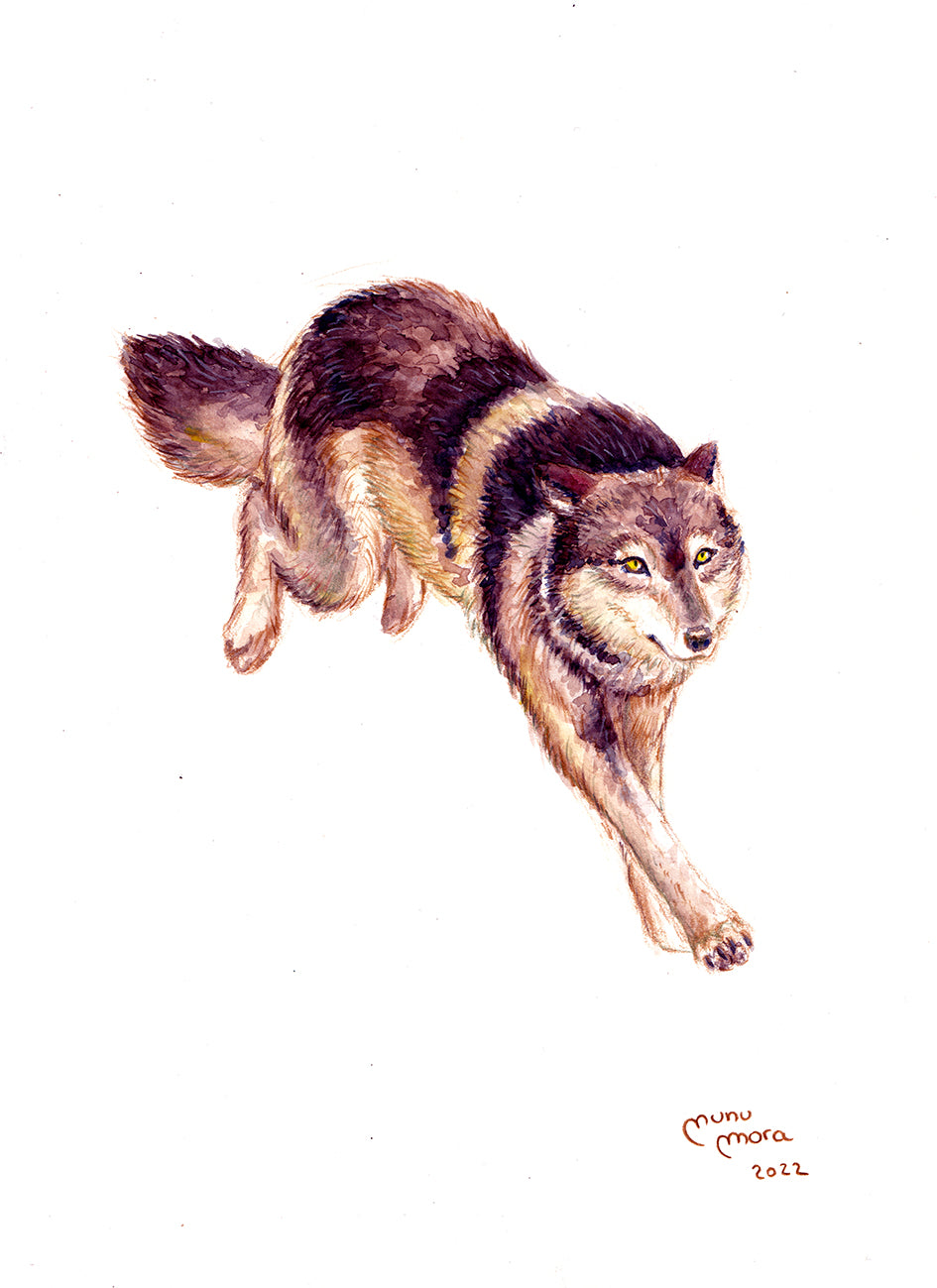 Lobo Acuarela Obra Original