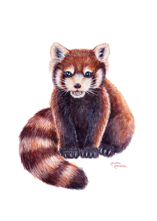 Panda Rojo Acuarela Obra Original