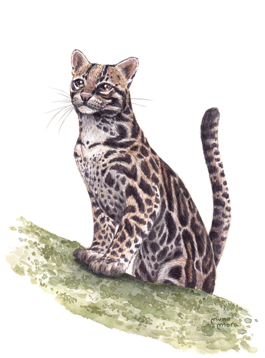 Ocelote Acuarela Obra Original