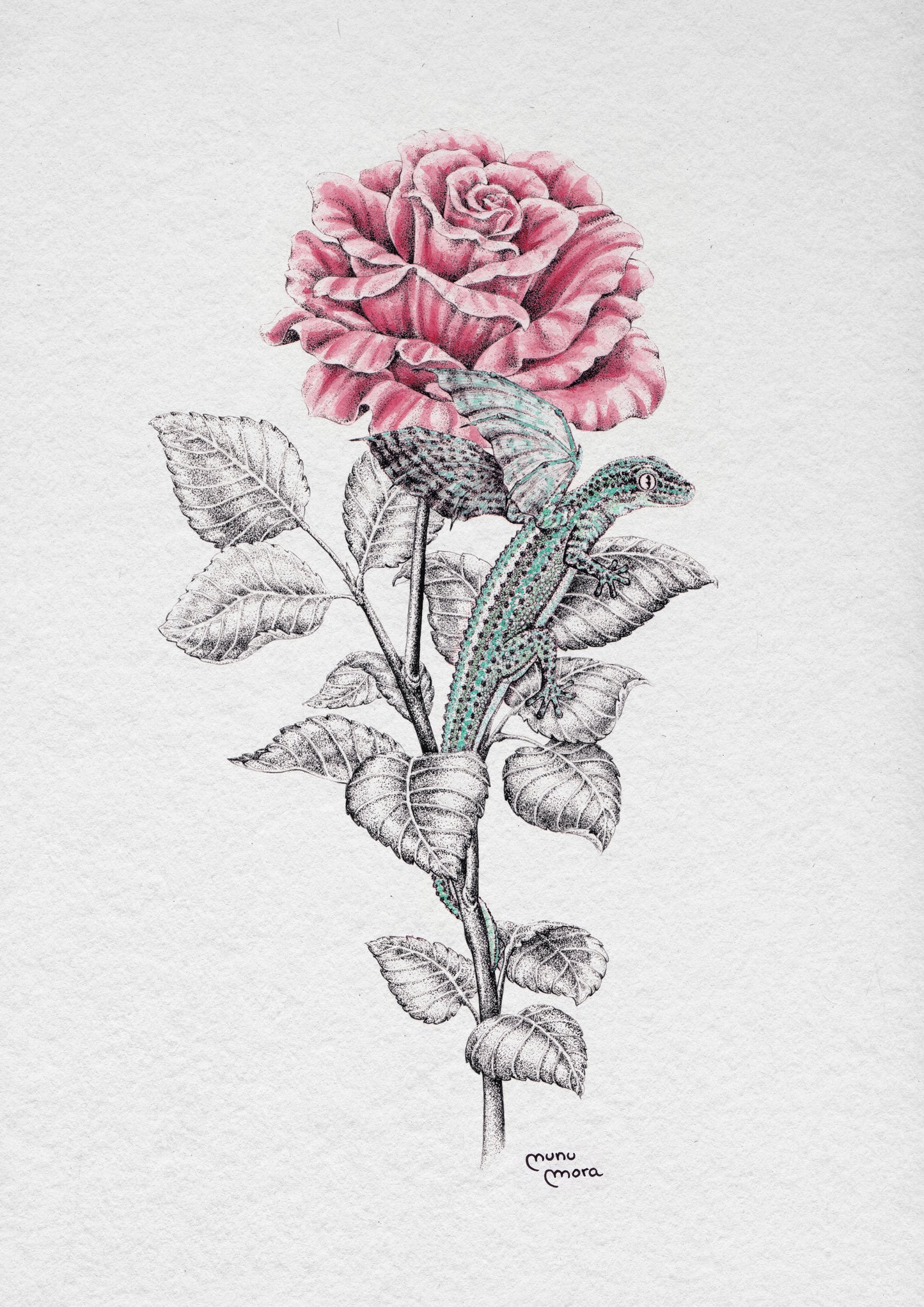 Dragonet de Sant Jordi
