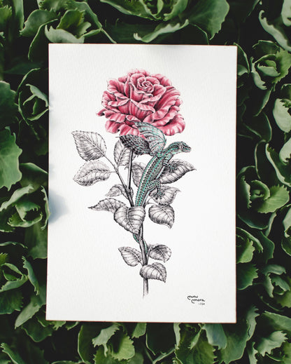 Dragonet de Sant Jordi