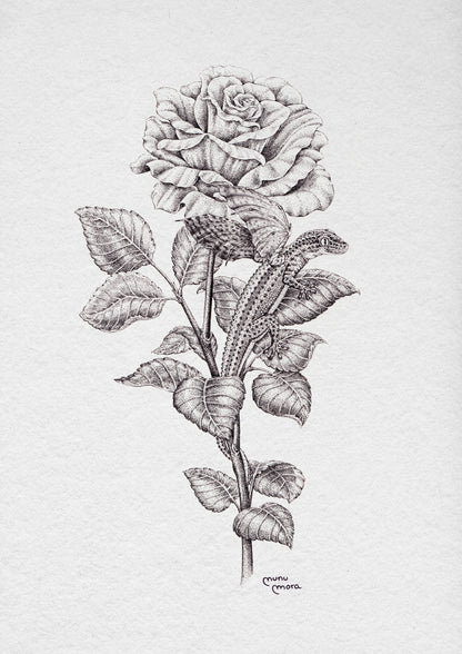 Dragonet de Sant Jordi