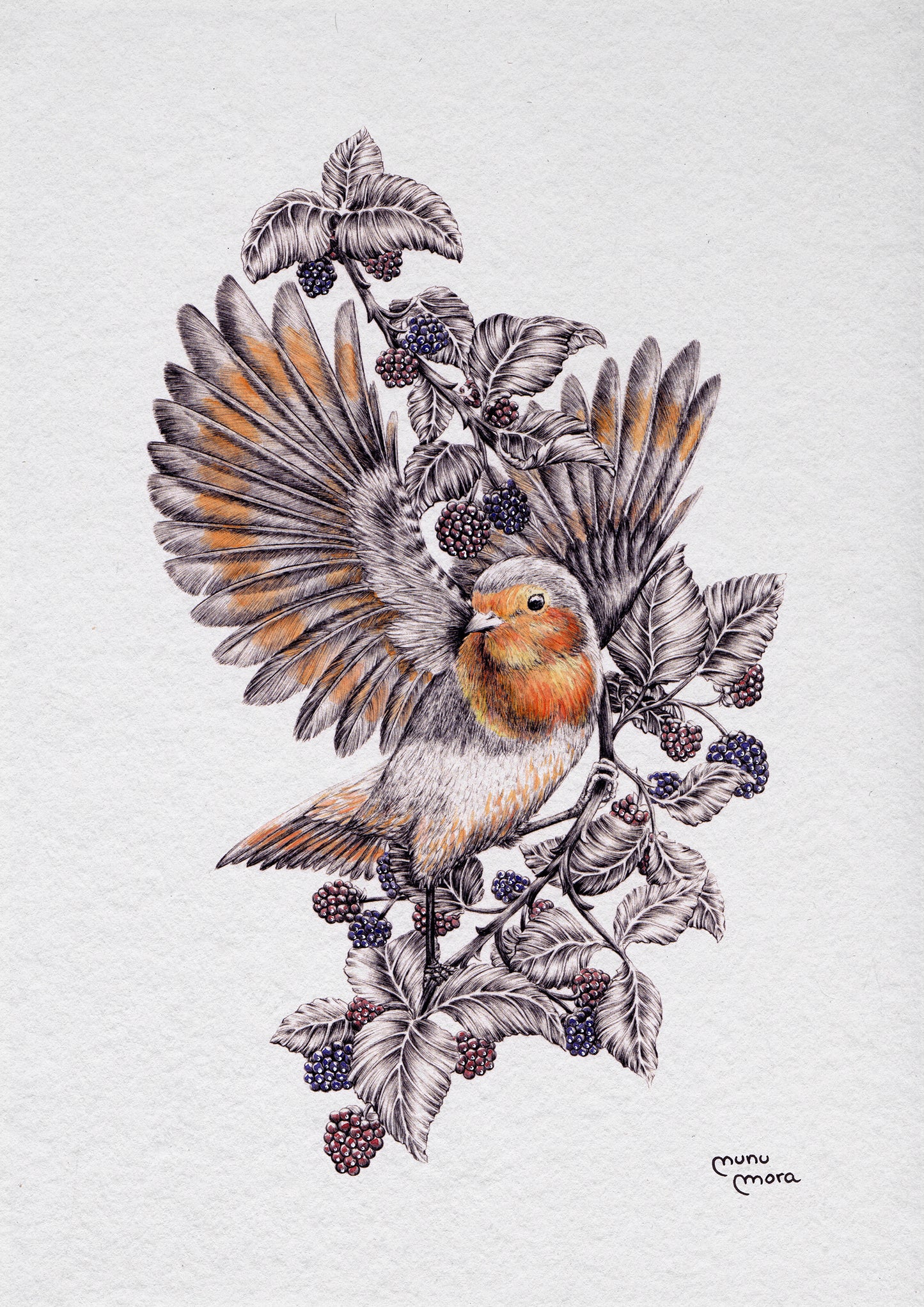 Robin and berries