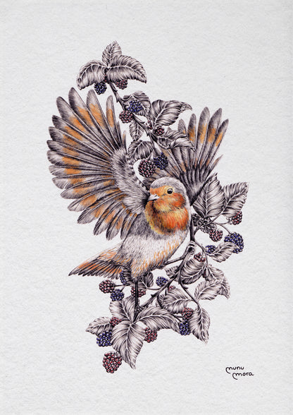 Robin and berries