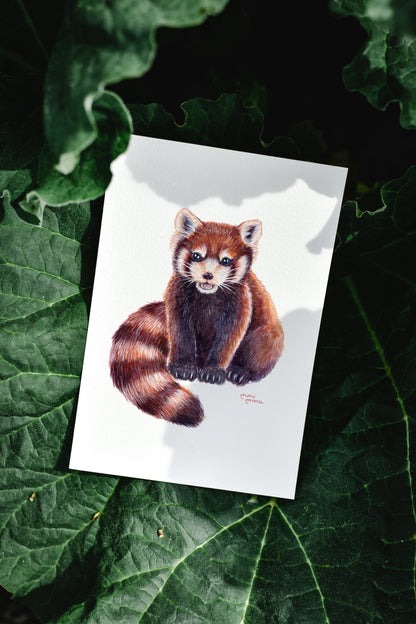 Panda Rojo Acuarela Obra Original