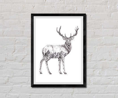 Deer