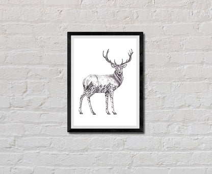 Deer