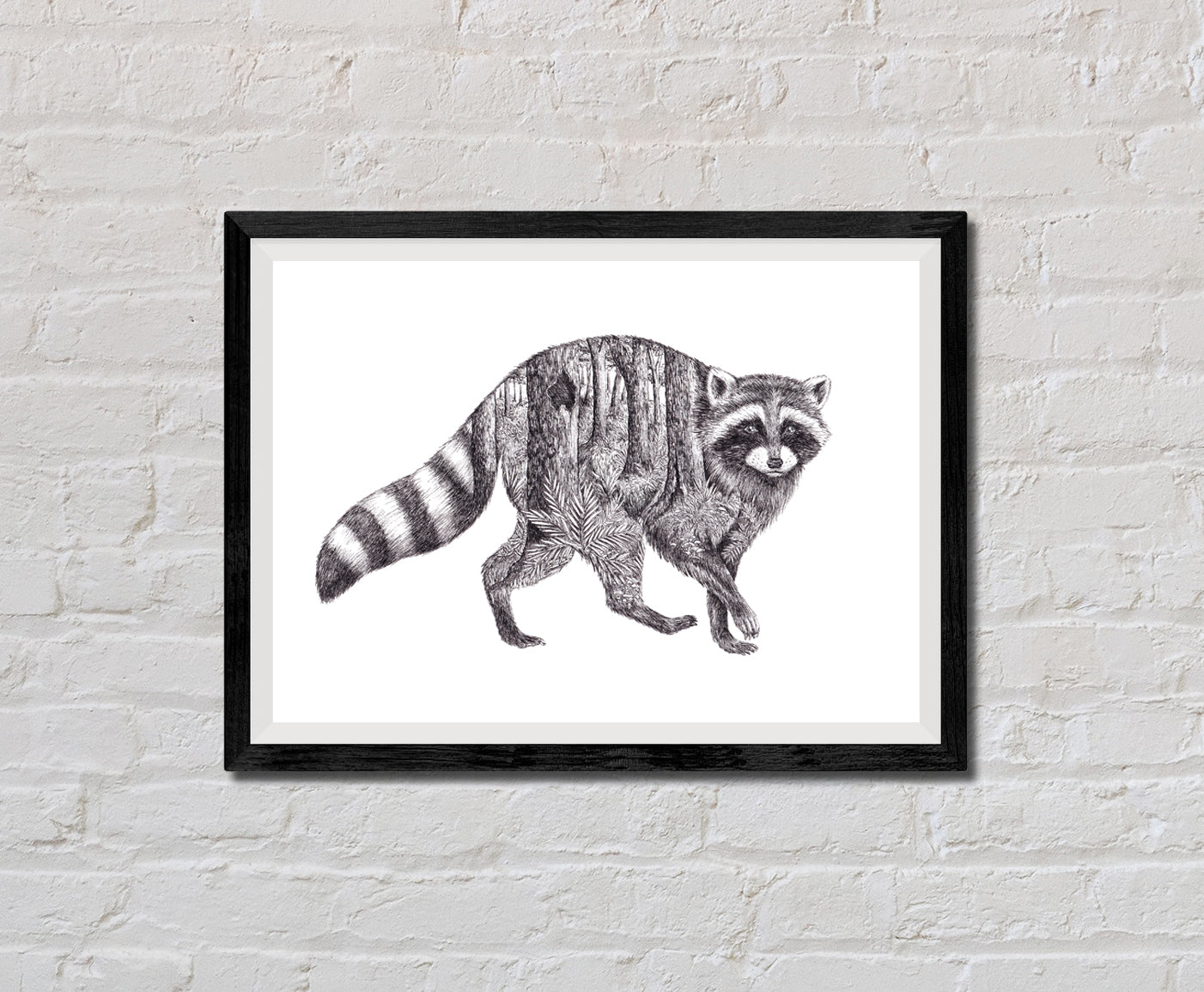 Raccoon