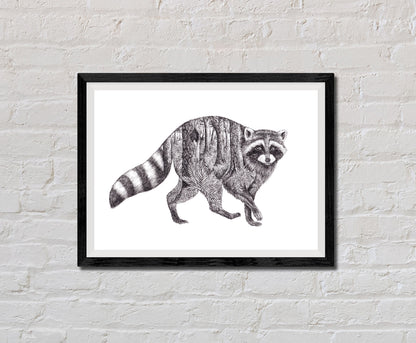 Raccoon