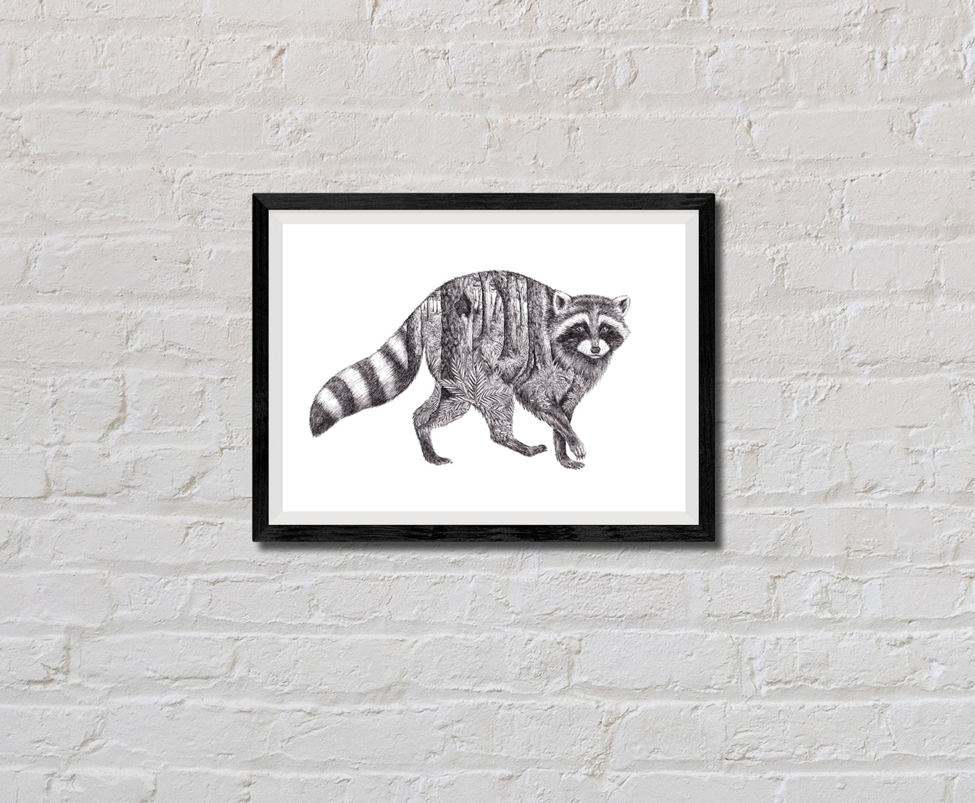 Raccoon