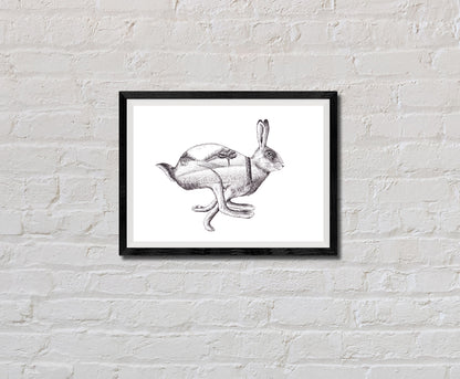 Rabbit