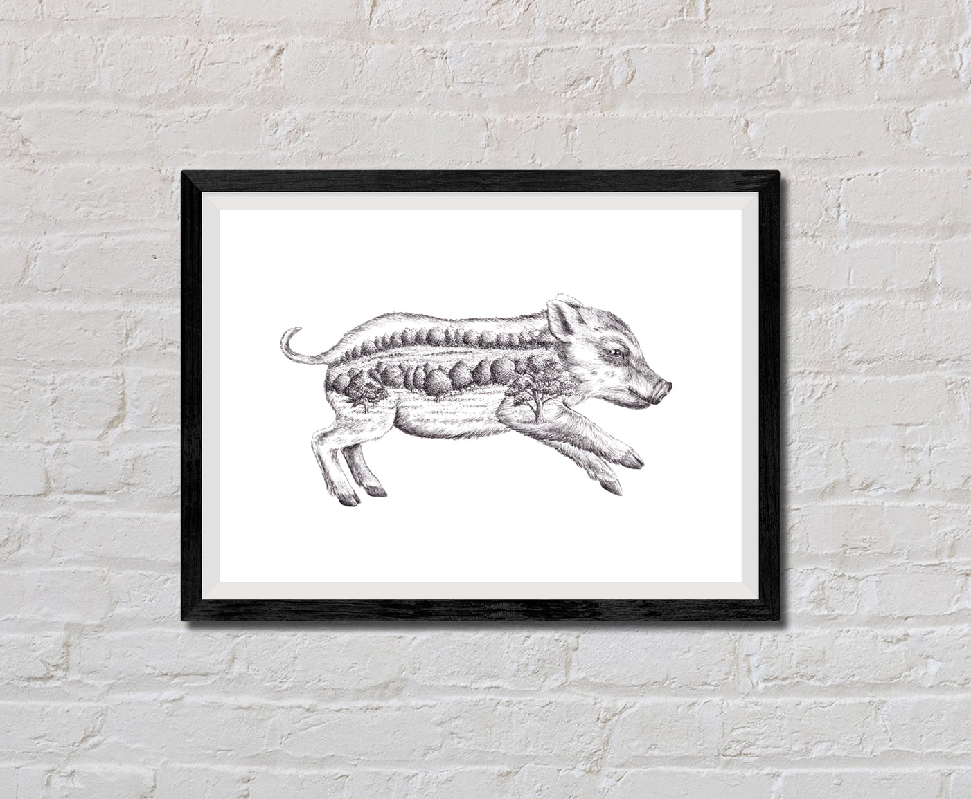Boar
