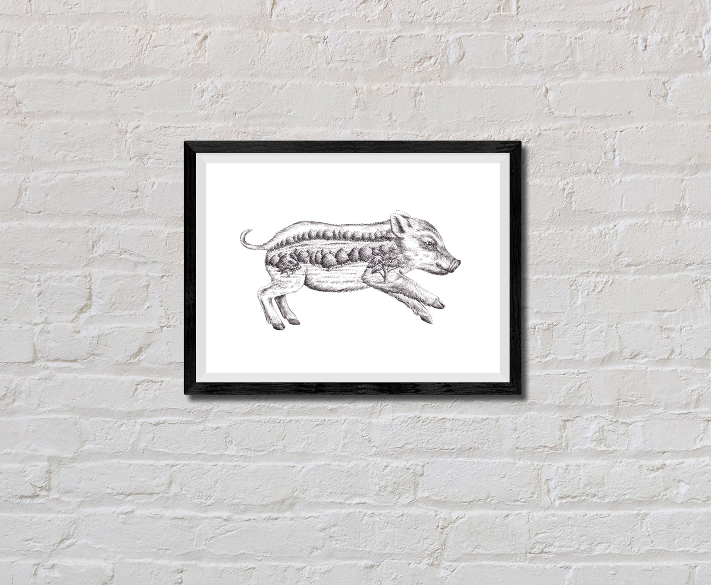 Boar