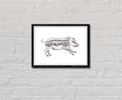 Boar